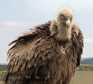 Vautour